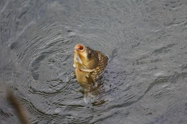 common carp