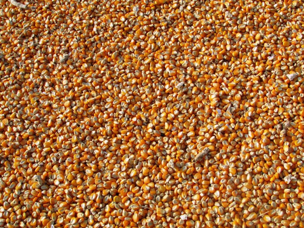 maize-corn-indian-corn-vegetables-60507-60507.jpg