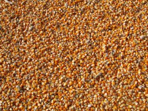 maize-corn-indian-corn-vegetables-60507-60507.jpg